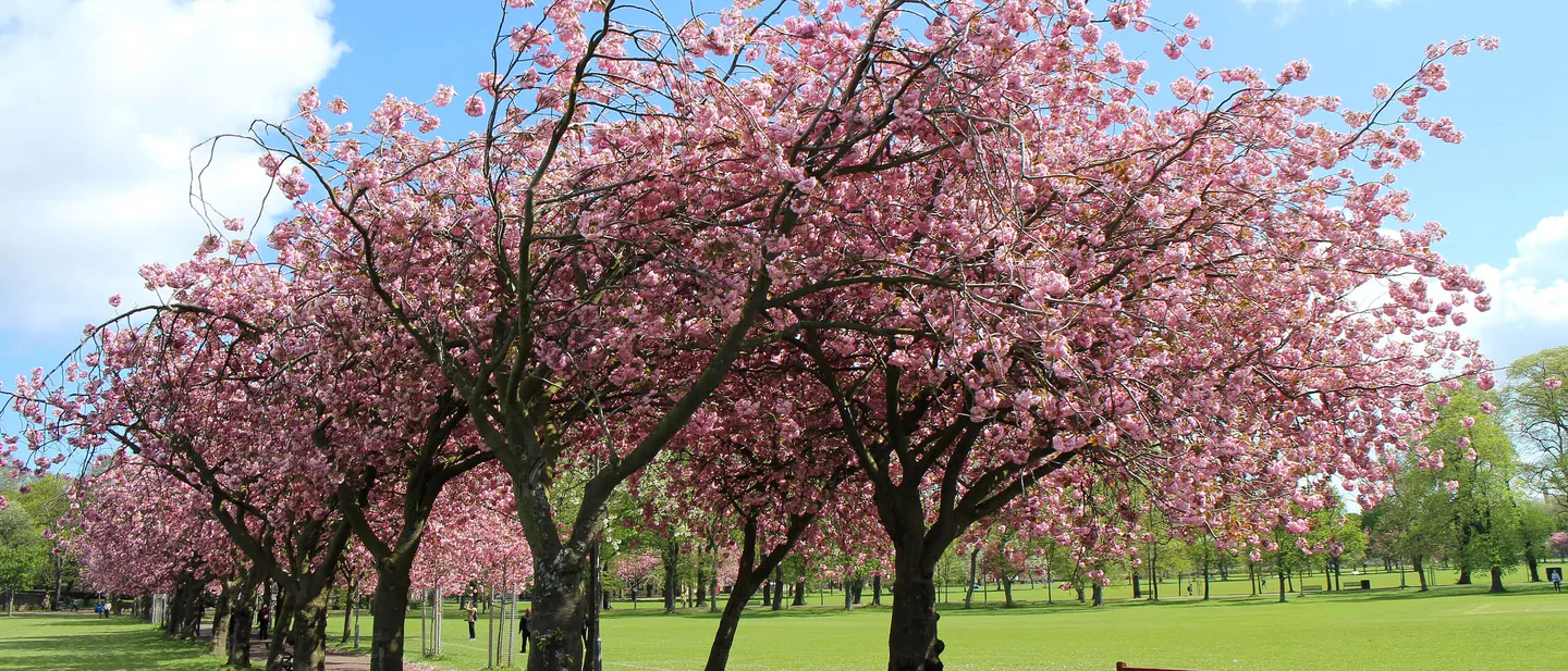 Cherry trees in full pink blossom over a path across the Meadows in Edinburgh, with a wooden bench and open grass beyond