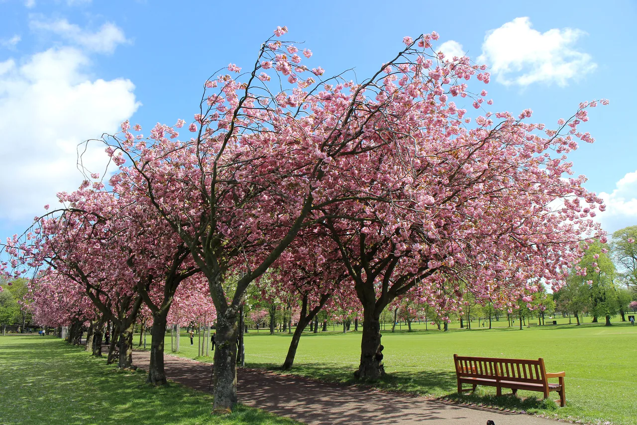 Cherry trees in full pink blossom over a path across the Meadows in Edinburgh, with a wooden bench and open grass beyond