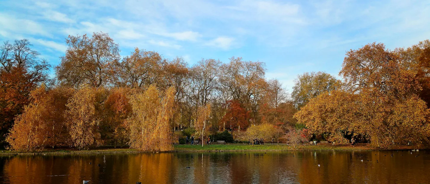Trees in gold and copper autumn leaf reflected in the lake at St James's Park in London, under a pale blue sky