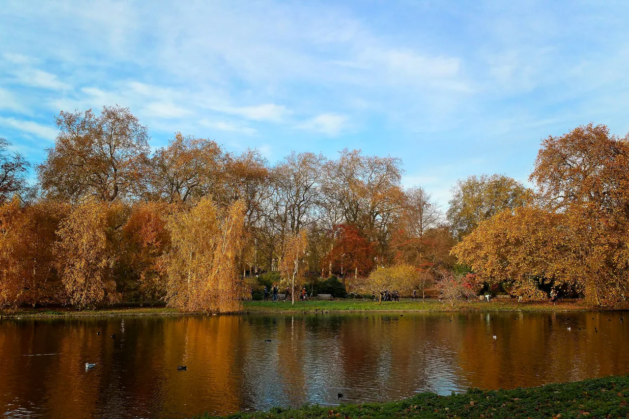 Trees in gold and copper autumn leaf reflected in the lake at St James's Park in London, under a pale blue sky